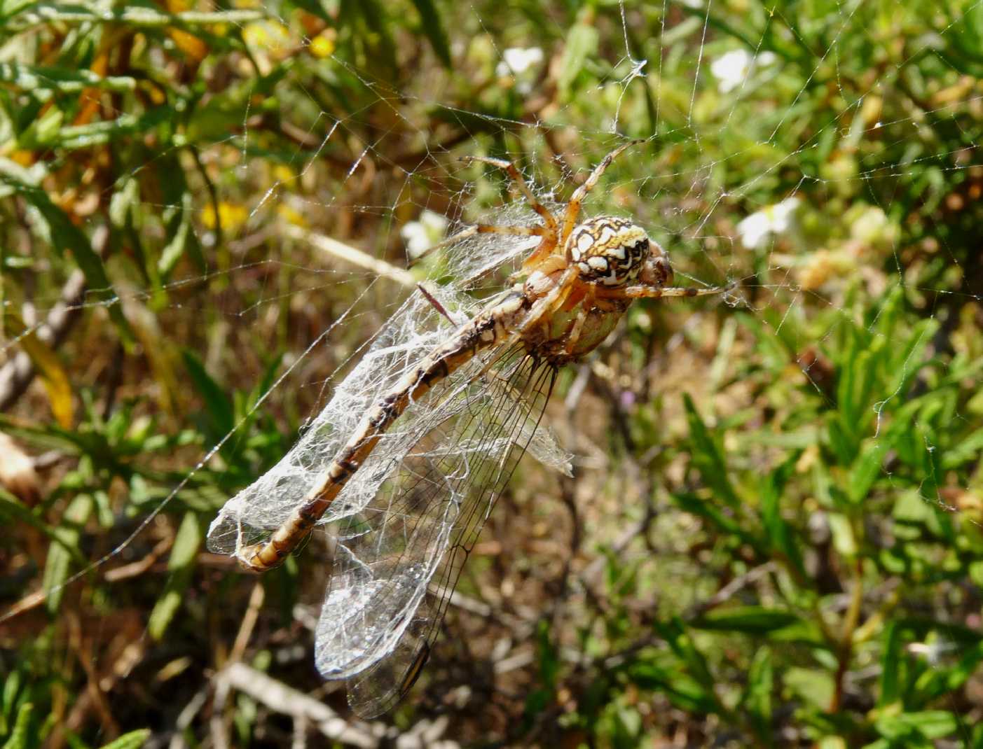 Neoscona adianta; Aculepeira armida